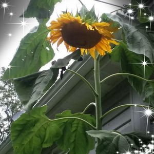 Meet your Posher, Jane